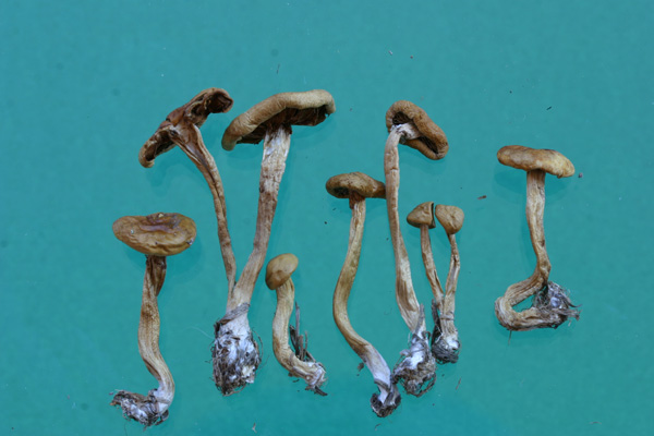 Agrocybe pediades (Fr.) Fay.